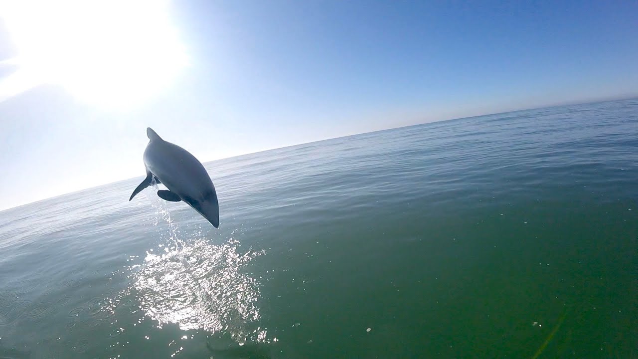 Big Dolphin Jump while paddling a surf ski 4k version