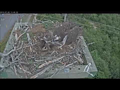 7/28/19 ~ NEWFOUNDLAND OSPREY...CHICK DOESN'T APPROVE OF MOM'S STICK HANDLING