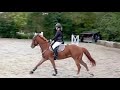Hongre 10 ans Quater Horse PP