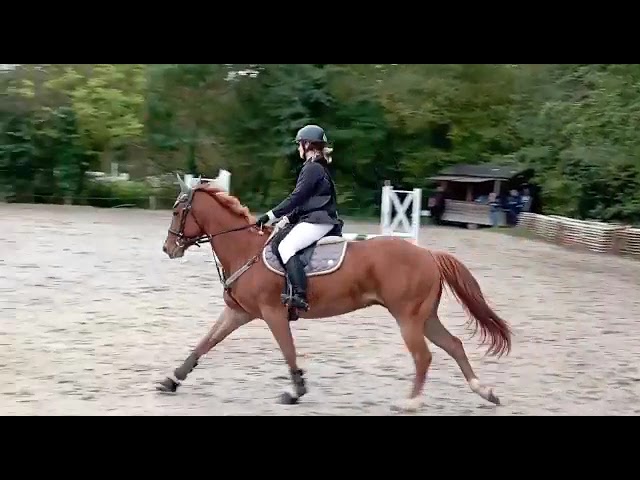 Hongre 10 ans Quater Horse PP
