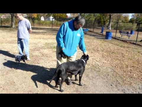 Sunshine #2 aka Sonny, an adopted Black Labrador Retriever in Rockville, MD_image-1