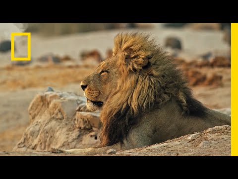 W tej rodzinie król jest tylko jeden! | Królestwo drapieżników