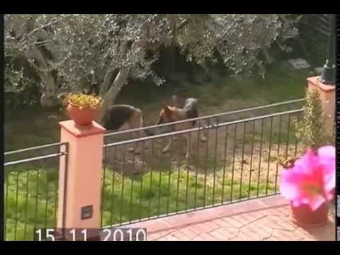 Pastore Tedesco - Asia e Paco in amore - Il film