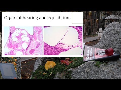 18.Organ of hearing and equilibrium (Histology lecture)