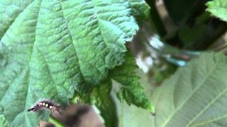 Rusty tussock moth caterpillar