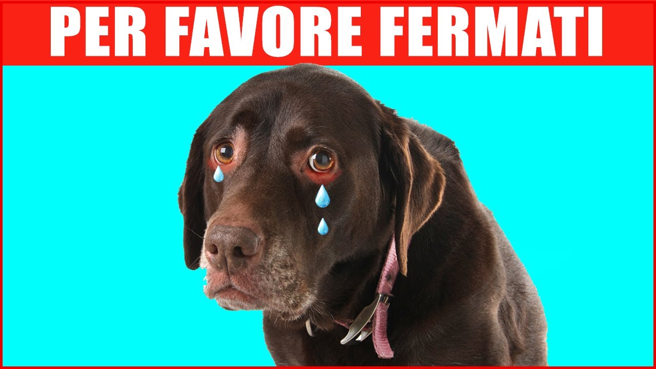 21 Comportamenti Umani che i Cani Odiano