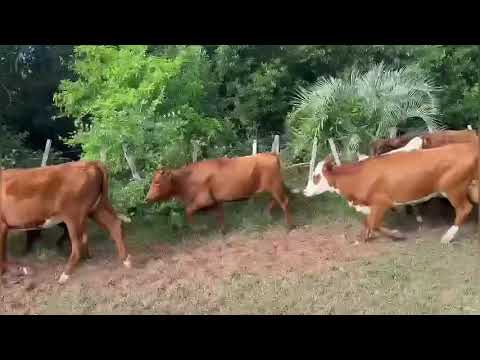 Vaquillas en San Miguel, Corrientes.