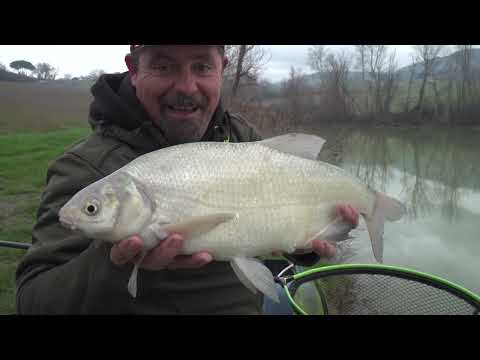 il nefa una bremata uggiosa 2024