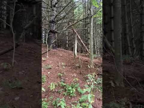 Appalachia: The diversity of micro-climates is incredible and beautiful.