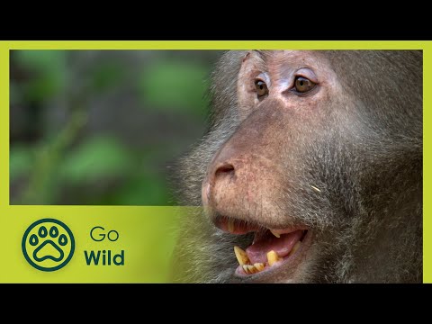Monkeying Around: The Macaques Of Huangshan | Go Wild