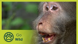 Monkeying Around: The Macaques Of Huangshan | Go Wild