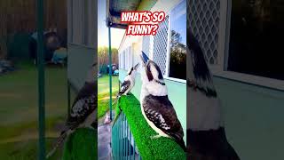 Download lagu ⚠️ WARNING ‼️ VERY LOUD WILD KOOKABURRAS!       #birds #kookaburra #laughingkookaburra mp3