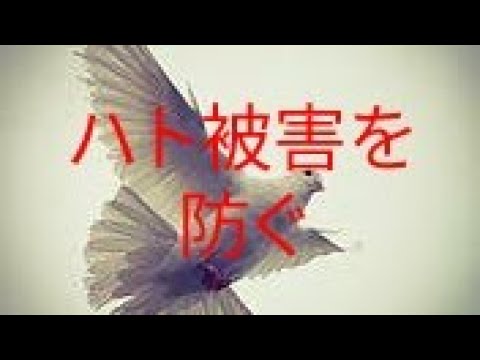 ハトを永久に遠ざけるにはどうすればいいですか？本当に役立つヒントとコツ  庭園