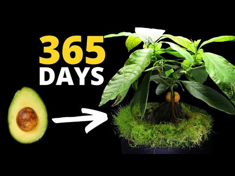 The MOST Incredible Plant Time Lapse EVER - Avocado Bonsai