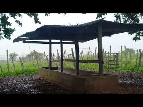 Muita chuva povoado nicó itabaiana Sergipe estou ilhado 09 06 2026 
