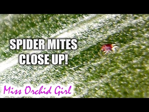 Close up on spider mites - a microscopic view
