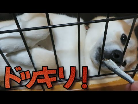 愛犬が目を開けて寝る:原因と対処法