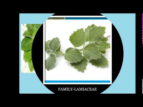 download lagu mp3 mp4 Mother Of All Herbs Recipes, download lagu Mother Of All Herbs Recipes gratis, unduh video klip Mother Of All Herbs Recipes