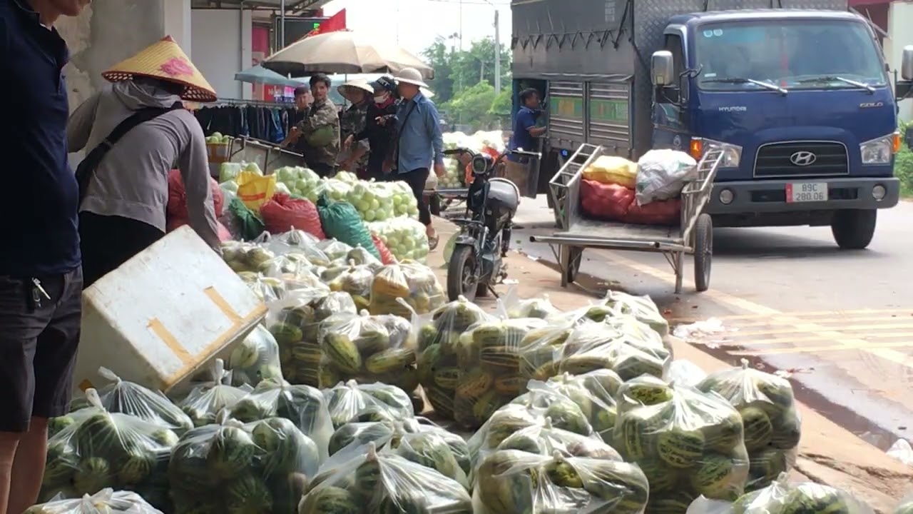 Classifying Melon Varieties: A Comprehensive Guide