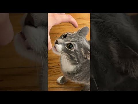 Claw Hand Has Cat Curious || ViralHog