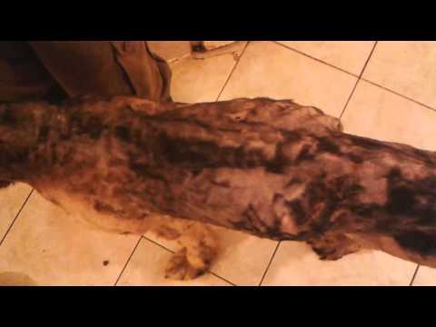 Interwencja KTOZ, Uratujmy Rokiego !! 2 film