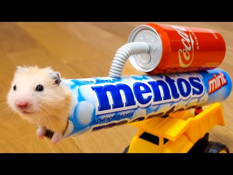 Voilà pourquoi il ne faut jamais faire confiance à son hamster.
