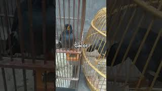 Download lagu jalak kebo saling saut mp3