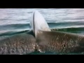 The Blue Planet Seas Of Life Trailer