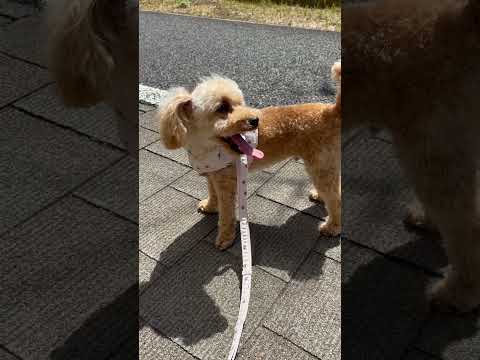 経営学科 真っ青な空の下のトイプードル8ヶ月 #toypoodle #トイプードル
