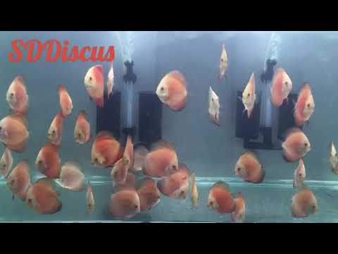 Discus