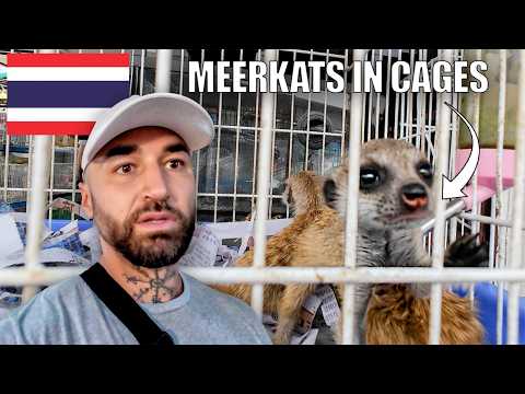 Thailand's ILLEGAL ANIMAL Markets 🇹🇭