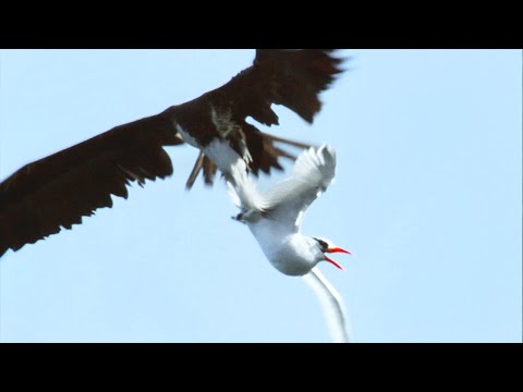 Sea Birds Battle In The Air For Fish | Life | BBC Earth