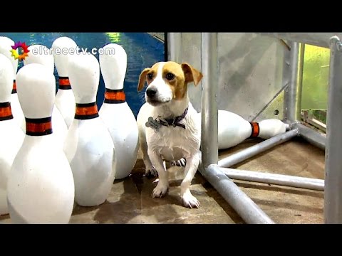 Especial Perros - Programa 22/01/16