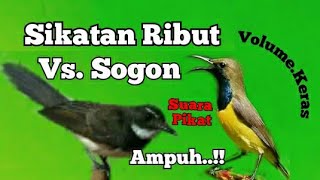 Download lagu Suara Pikat Sikatan Ribut Vs Sogon Paling Ampuh mp3 Download lagu Suara Pikat Sikatan Ribut Vs Sogon Paling Ampuh mp3