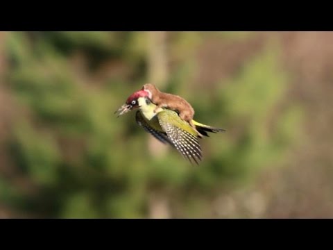 Was the Weasel Riding the Woodpecker Trying to Kill Him?