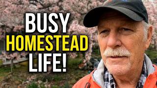 Inside Our Busy Homestead Week | Dogs, Sheep & Serene Countryside