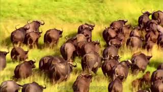 Gold - Bailey (Geek Boy remix) lyrics in spanish - traduccion con letras en español