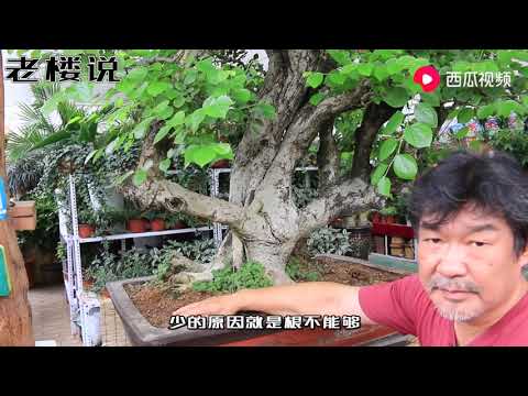 菩提樹盆栽