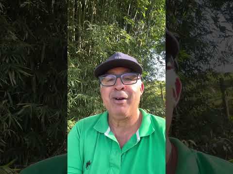 Chácara Sul de Minas – 2h30 de SP”  “Lago, pomar, fogão a lenha”  “R$ 330 mil – chama no WhatsApp”