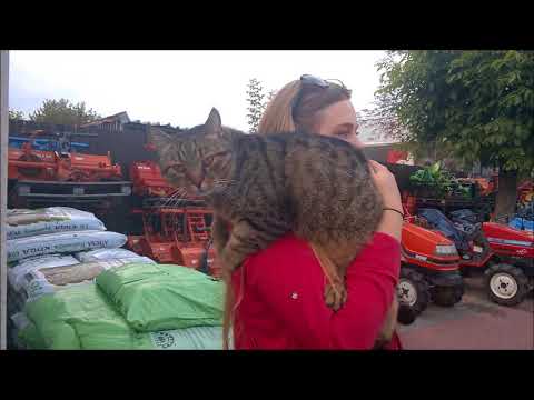 Żbik  mieszkający w moim domu.