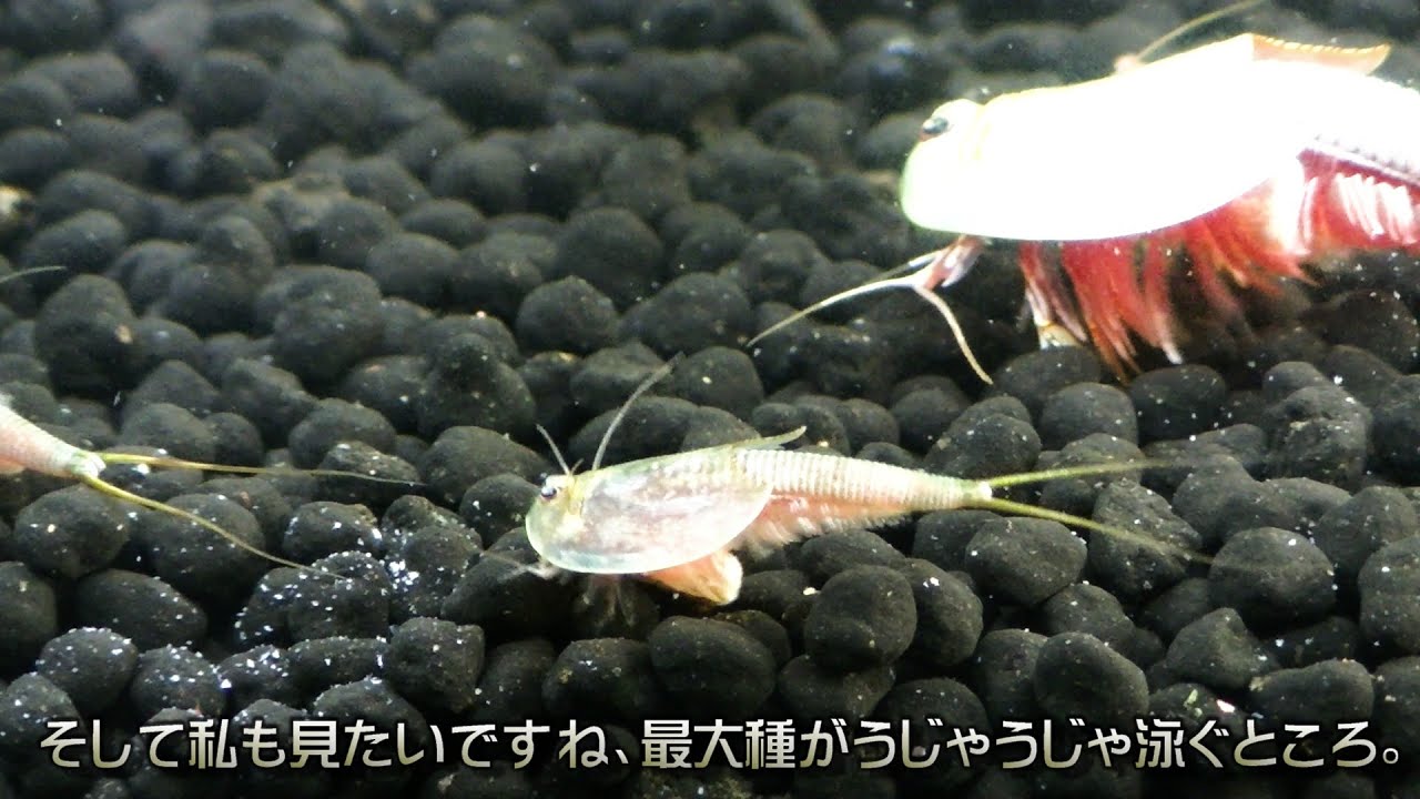 コメント欄には、カブトエビ飼育の思いが溢れていた。【コメント返信回】