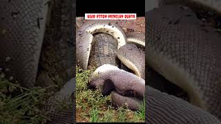 Download lagu Python swallows crocodile #shorts #snake #crocodile mp3 Download lagu Python swallows crocodile #shorts #snake #crocodile mp3