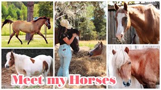 Meet My Horses!! 2025