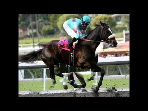 Zenyatta The greatest race horse we've ever seen."