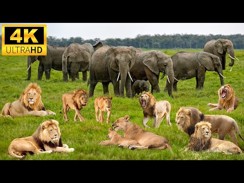 4K African Animals: Hwange National Park - Amazing African Wildlife Footage with Real Sounds in 4K