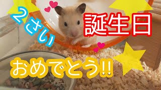 【祝!お誕生日】キンクマハムスターのチュンチュン。４月６日、２さいのお誕生日おめでとう!!