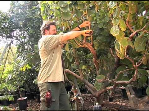 How To Prune A Cherimoya Tree Video