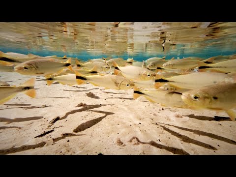 Isso Tudo É Mato Grosso | Lambari D’Oeste