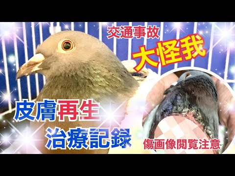 傷の包帯: これにより、体の再生がさらに速くなります。