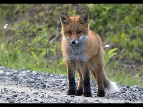 Füchse sind wahre Überlebenskünstler